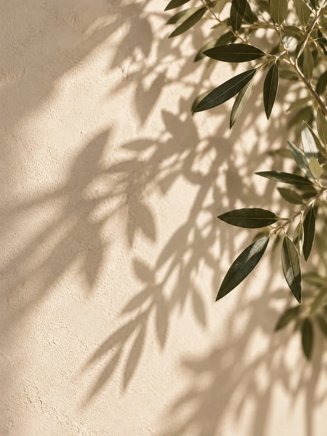 Olive leaves casting shadows on a plaster wall